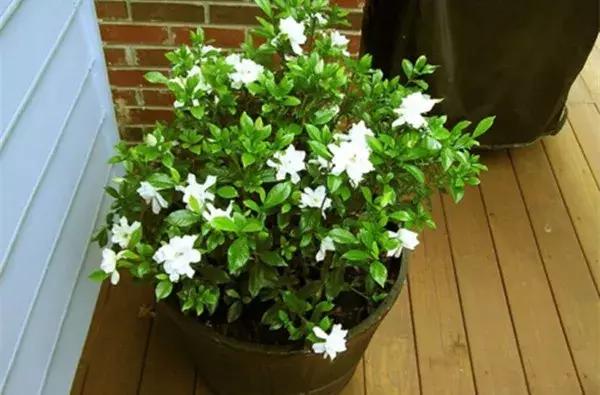 碳酸氢钠在医学上有什么用途，碳酸氢钠在医学上有什么用途和作用（小苏打原来有这么多好处）