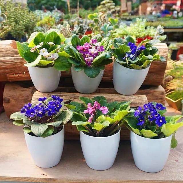 春夏秋冬四季什么花好看，这十种花几乎一年四季都开花