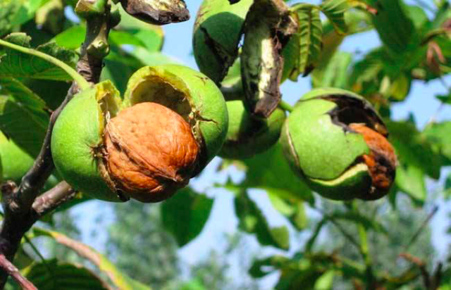 核桃皮怎么去掉，怎样快速剥掉核桃仁的皮（一口气看懂关于核桃去皮那些事）