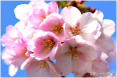 中国樱花有几个品种，中国樱花树品种（这81种樱花）