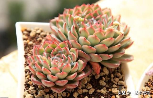 多肉好看的品种有哪些，什么品种的多肉最好看（盘点5种好养又好看的多肉）