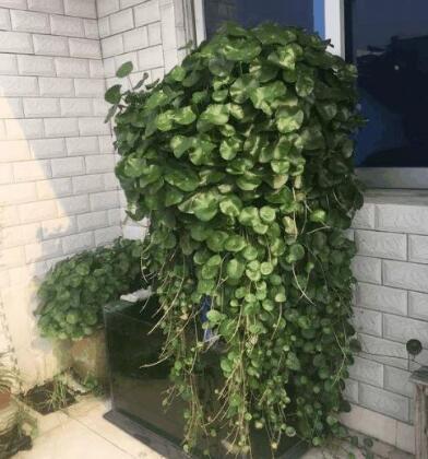 铜钱草怎么养，铜钱草的“3种”种植方法（铜钱草怎么养水培）