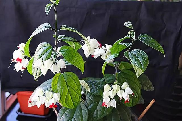 龙吐珠鱼，这花会吐小珠子（龙鱼吐珠的寓意）