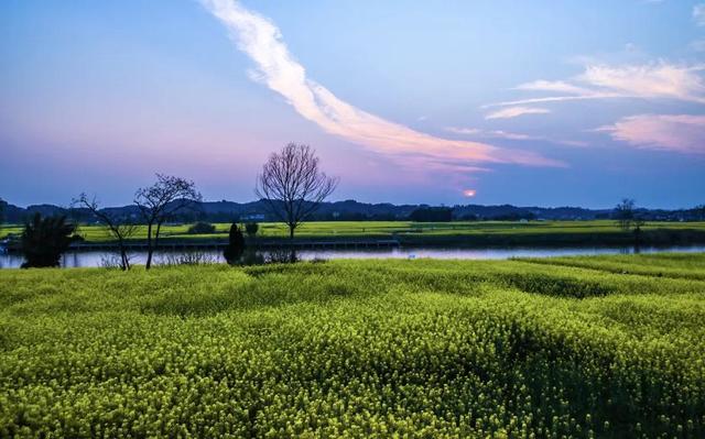 油菜花开的季节，适合家庭室内养的花与绿植（2019年全国油菜花开放时间表）
