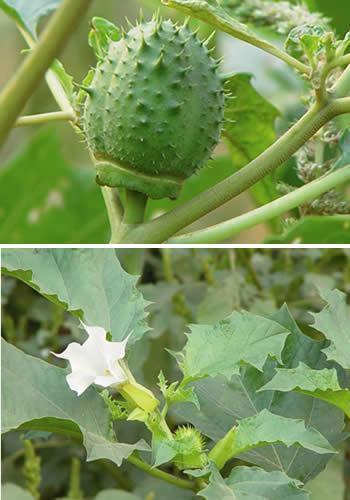 曼陀罗果实图片,四种曼陀罗的识别要点 - 玉三网