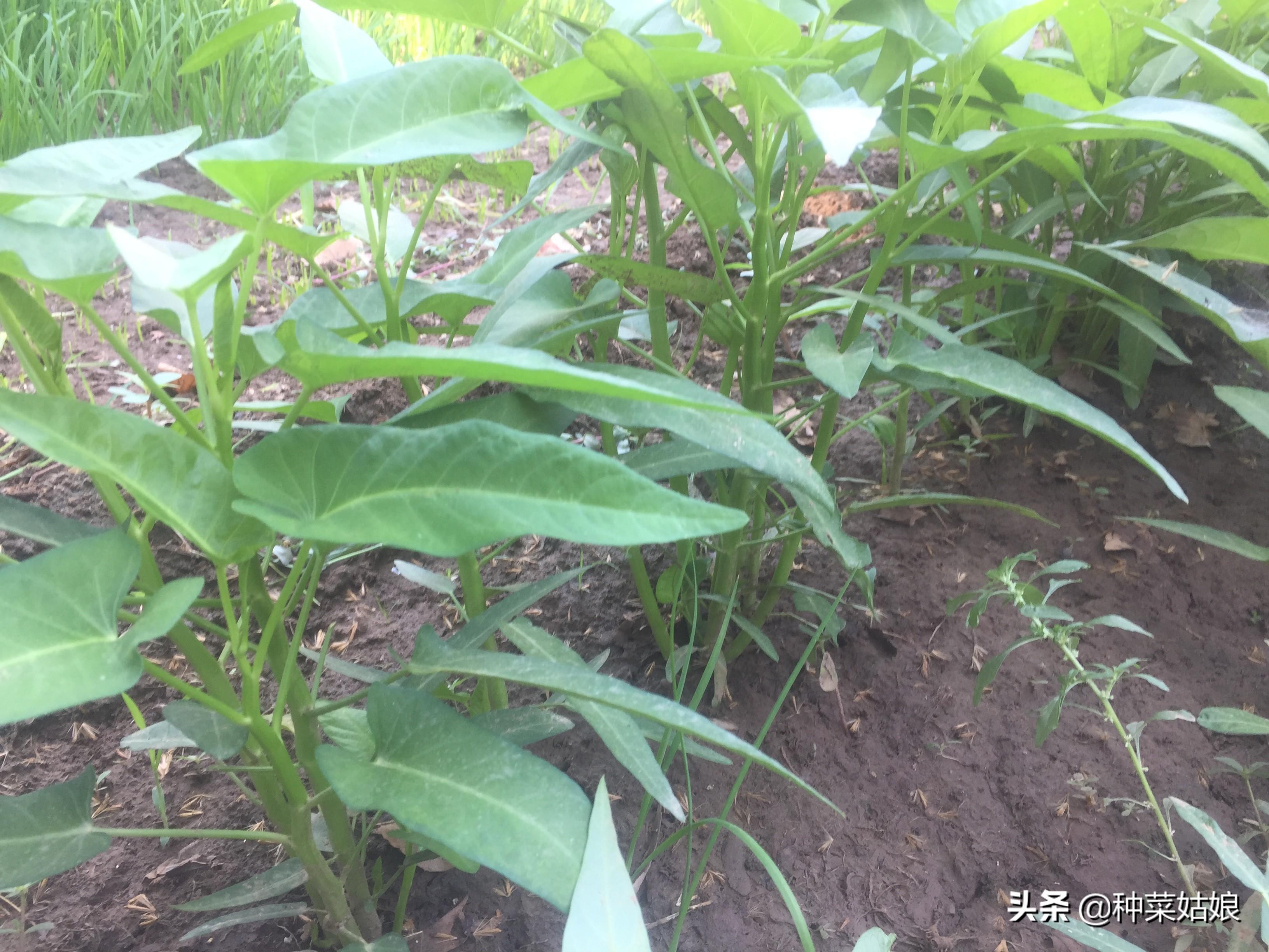 空心菜怎么施肥长得快（种植空心菜的技巧方法）
