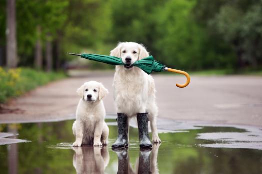 比熊犬怎么训练上厕所，比熊犬怎么训练大小便（帮你训练狗狗雨天排便）