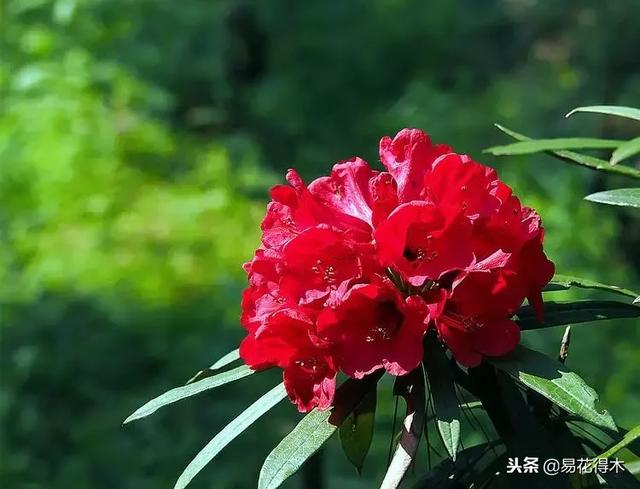 关于马缨杜鹃花，马缨杜鹃花下山桩（马缨杜鹃花的鉴赏以及栽培养护）