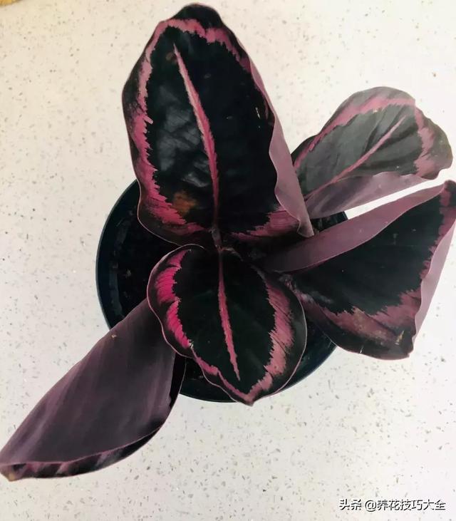 辨别花店中的常见的观赏竹芋，辨别花店中的常见的观赏竹芋有哪些（比孔雀竹芋还好看的观赏竹芋品种）