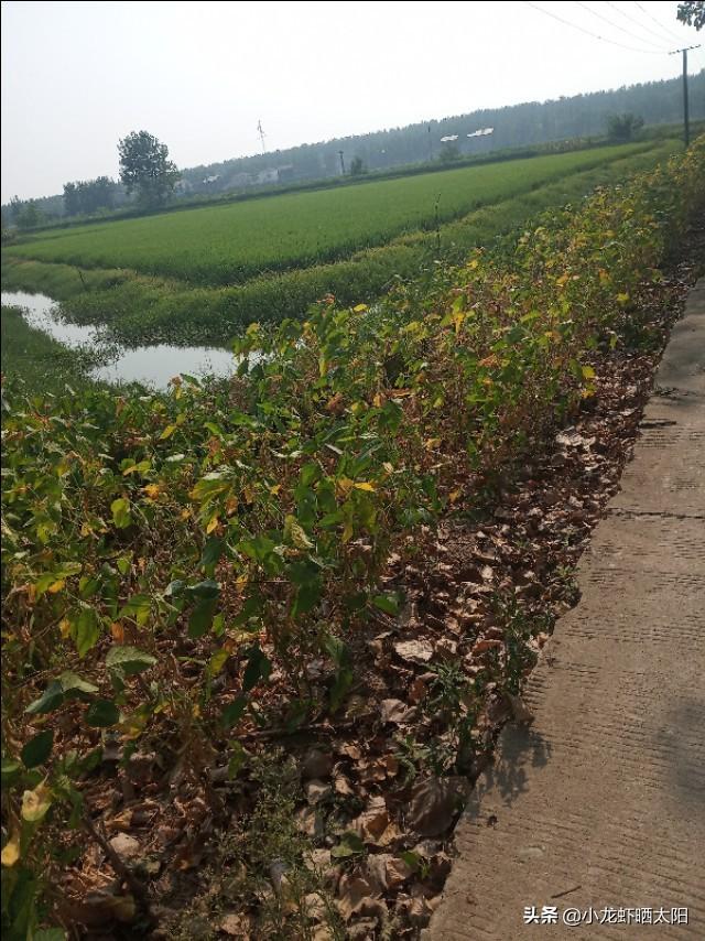 自己在家怎么养小龙虾，自己在家怎么养小龙虾苗（不买任何饲料投喂小龙虾）