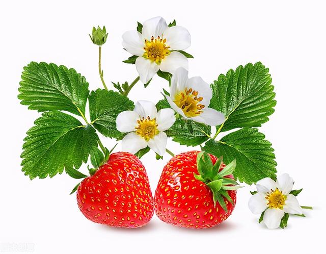 自己种的草莓怎么发朋友圈，吃草莓的说说朋友圈怎么发（把自己想象成草莓或晚风）