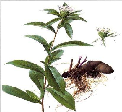 古代人近视怎么办，古代人近视了怎么办（古代人近视了怎么办?-知乎问答）