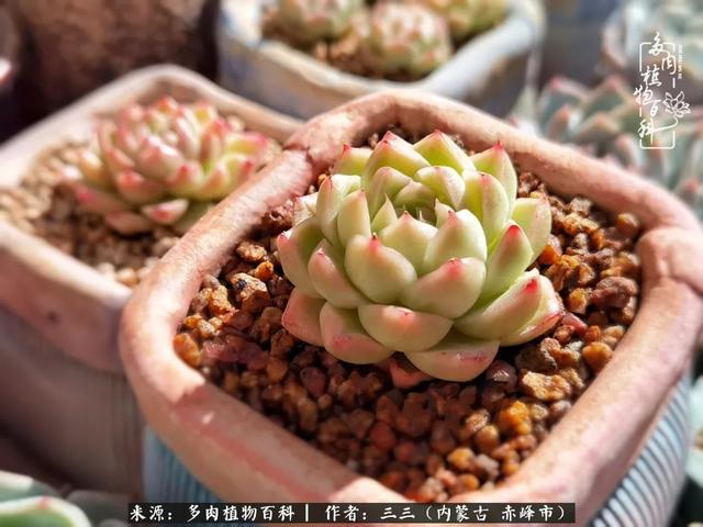 雪候鸟是什么意思，雪候鸟歌词表达什么意思（多肉于我从来不是锦上添花）