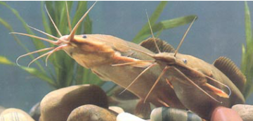 三叶唇鱼介绍，双唇鱼学名叫什么（鱼类：中国淡水鱼类图谱）