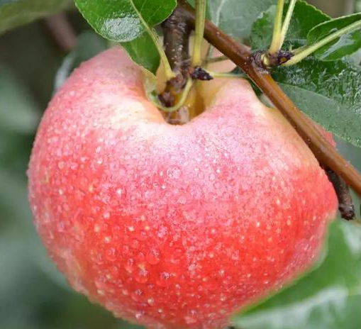 陕西洛川苹果有几种颜色，红富士苹果就选陕西洛川