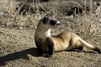貂和黄鼠狼的区别，雪貂和黄鼠狼的区别（生物相册：黄鼠狼）