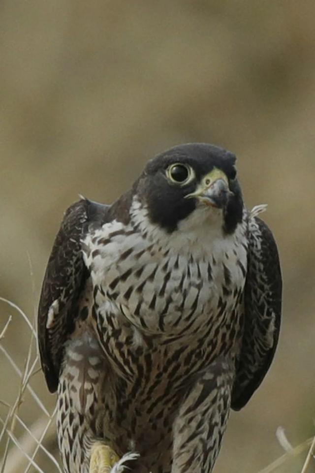 隼是什么鸟，生物演化史上的速度巅峰（隼是什么鸟吃什么食物）