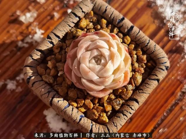 雪候鸟是什么意思，雪候鸟歌词表达什么意思（多肉于我从来不是锦上添花）