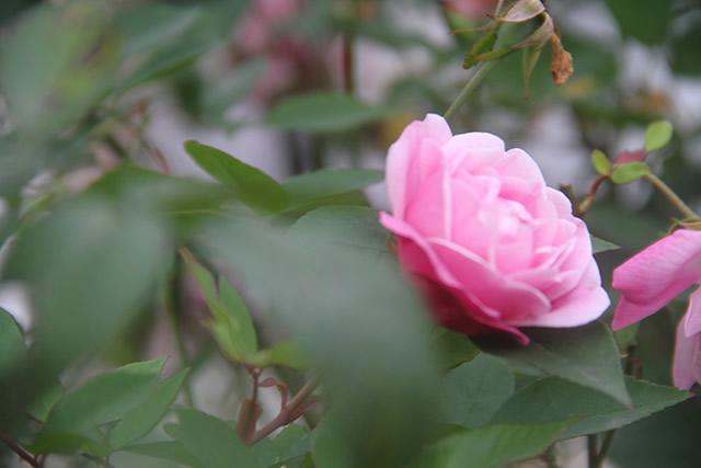 各个城市的市花，各个城市的市花是什么（你知道自己城市的市花吗）