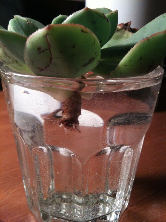 水培多肉怎么养殖，水培多肉怎么养殖方法视频（在水中培育多肉植物）