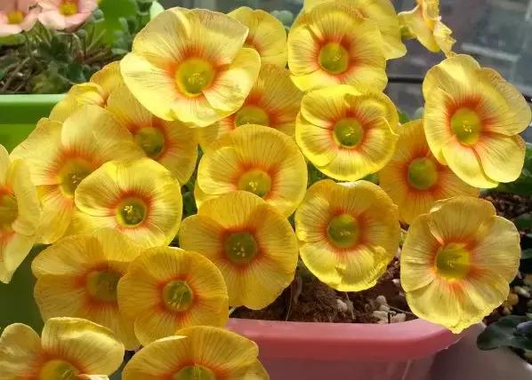 绿萝好养吗,绿萝怎样栽培(绿萝竟然排在倒数第1) 绿萝好养吗,绿萝怎样栽培(绿萝竟然排在倒数第1)