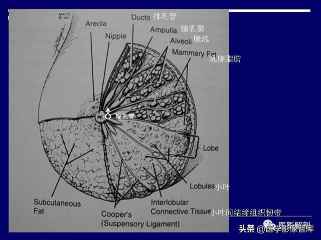 乳房解剖学基础知识，乳腺解剖及乳腺各病变影像诊断与鉴别