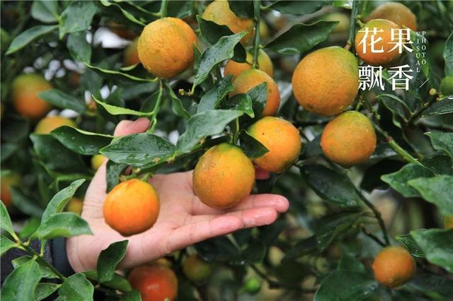 脆蜜金柑的优点和缺点，脆蜜金柑这么好品质、这么高效益