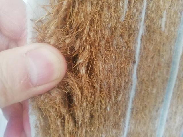 椰棕床垫长虫子图片