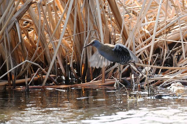 水鸡是什么，水鸡是什么车（西方秧鸡、叽咋柳莺......）