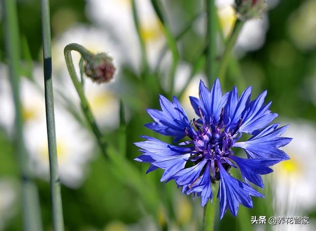 蓝色矢车菊的花语，蓝花矢车菊的花语（最名贵的蓝色矢车菊，也最美）
