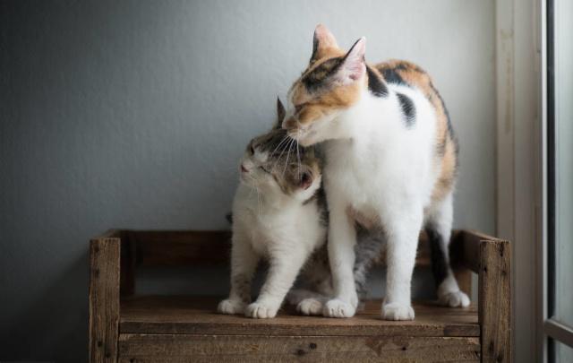 猫咪嗓子哑了怎么回事，猫咪嗓子哑了怎么办（猫妈妈苦找18小时）