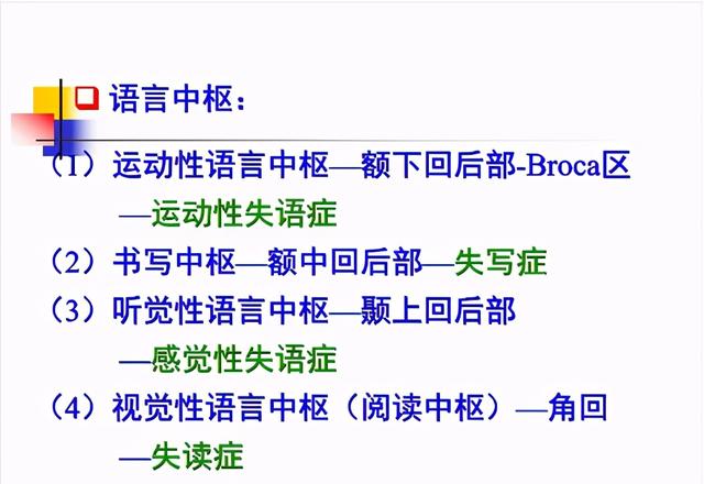 大脑杏仁体解剖图，高清大脑解剖图谱
