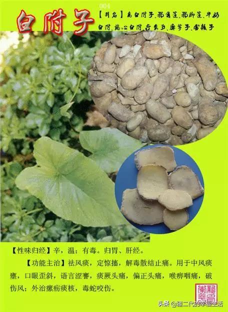 常见中草药图谱，中草药经典图谱（让你知道常用药都长啥样）