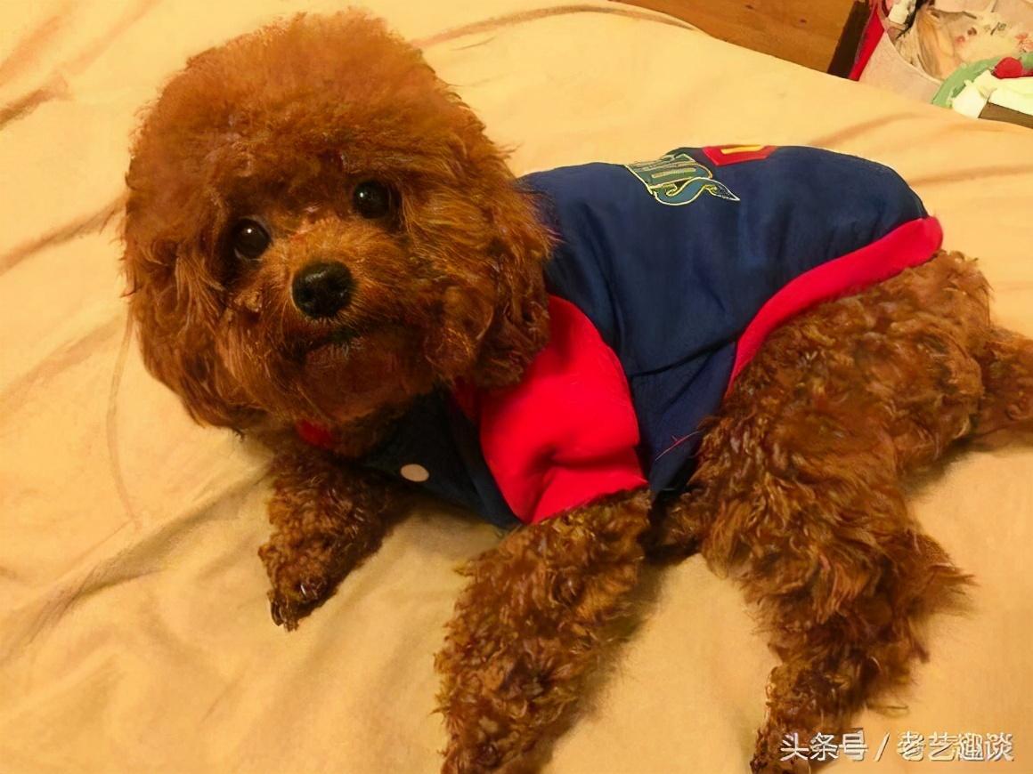 泰迪狗5个月是是小型犬吗，五个月的小泰迪（你家泰迪相当于人类几岁）