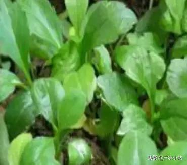 碱蓬菜的功效与作用，碱蓬的功效与作用（山野菜大全）