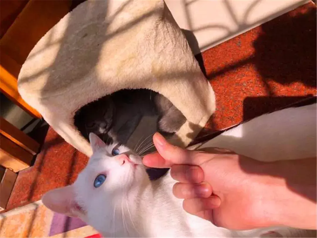 猫绝育后注意事项，猫咪绝育之后需要注意哪些（猫咪绝育后状态不佳）