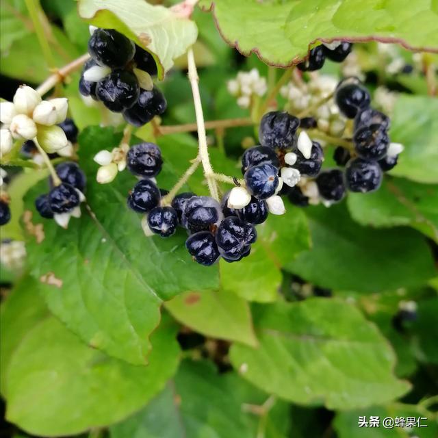 醋泡板栗的功效和作用(闻所未闻的云南土著水果) - 行就行