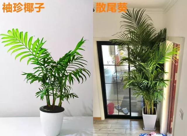 绿萝好养吗,绿萝怎样栽培(绿萝竟然排在倒数第1) 绿萝好养吗,绿萝怎样栽培(绿萝竟然排在倒数第1)