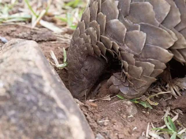 白蚁最怕什么，家里白蚁怎么消灭才干净（却因谣言遭人们疯狂捕捉）