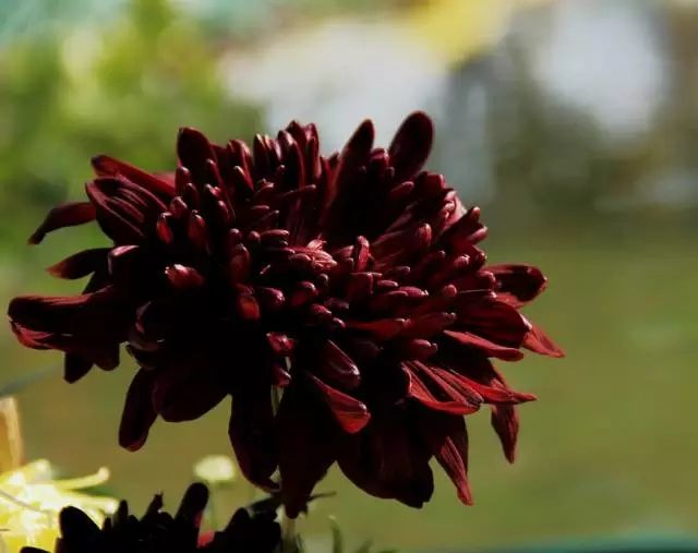 酱紫色是什么颜色，紫酱红是什么颜色（10种罕见的黑色花）