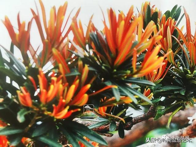 罗汉松盆景欣赏精品，海岛罗汉松——我的红颜知己