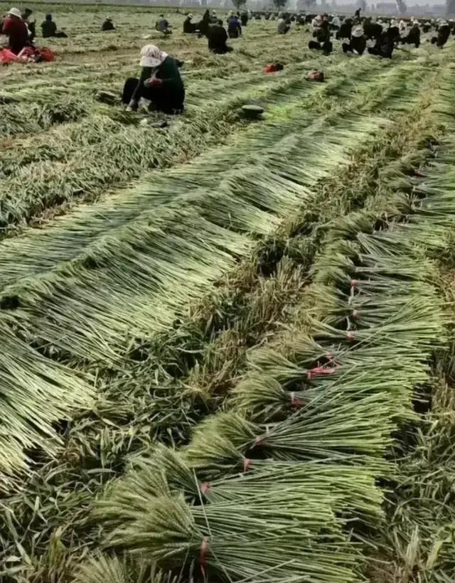 麦穗干花制作方法，大麦怎样插花才好看（麦穗做干花艺术品我有话说）