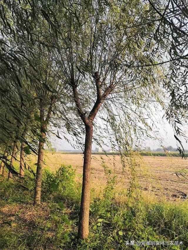 如何种植垂柳，如何种植垂柳树（济北金三角苗木基地教您春天如何正确的种植柳树）