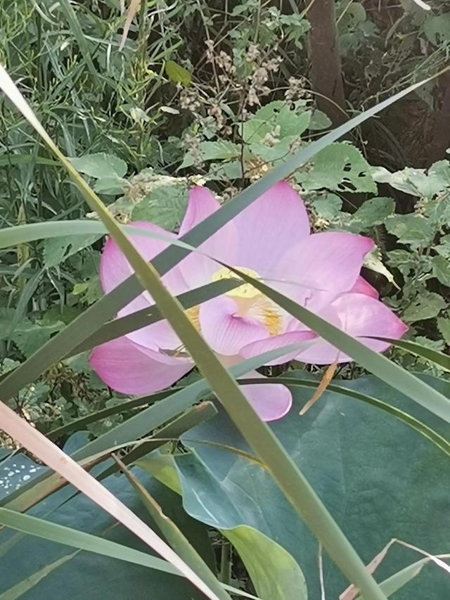 **毛雨是什么样子的，毛毛雨是什么样子的（湿身的毛毛雨）