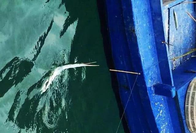 怎样做马步鱼，怎样做马步鱼汤（这种又细又长的鱼名叫“马步鱼”它既是海鱼又是河鱼）