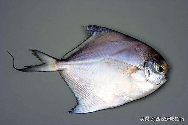 常吃的海魚有哪些,上海有哪些常吃的海魚(5種常見,常吃的海魚)