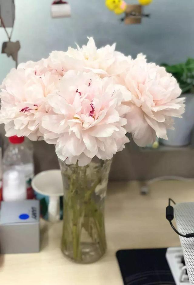 芍药不开花的解决办法，芍药一直不开花怎么办（开花个个比拳头大）