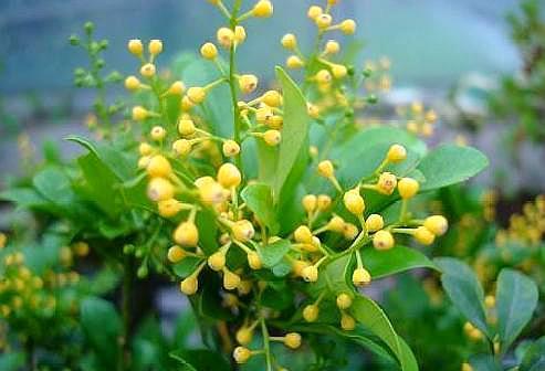 米兰空气，叫它“天然香水”不为过（米兰空气污染）