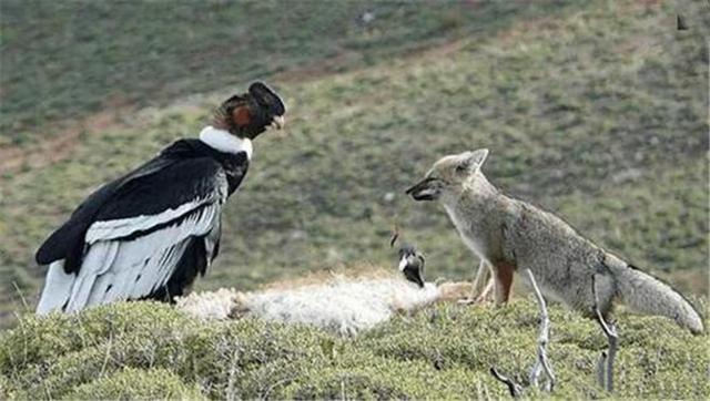 安第斯神鹫吃什么，安第斯神鹰吃狮子（秘鲁出现世界上最大的猛禽神鹫）