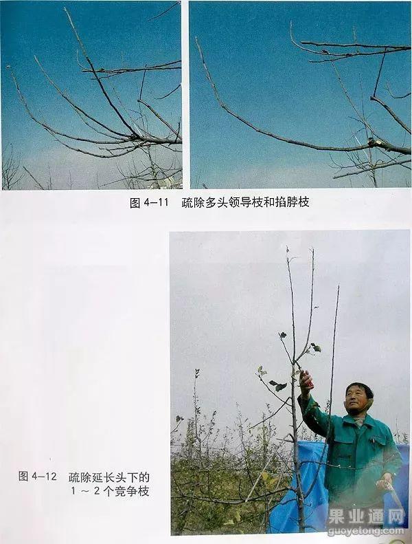 苹果树修剪技术，苹果树修剪技巧（苹果树“傻瓜式”修剪技术）